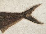 / Diplomystus Fish Fossil - (FREE US SHIPPING) #15124-3
